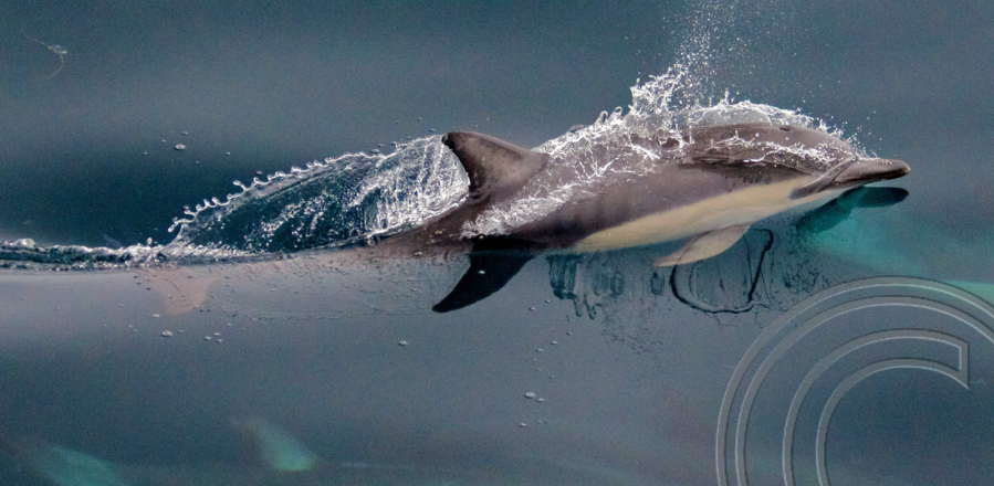 wild dolphin